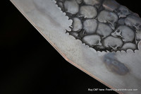 One-off DCPT Tano -BURIAL-